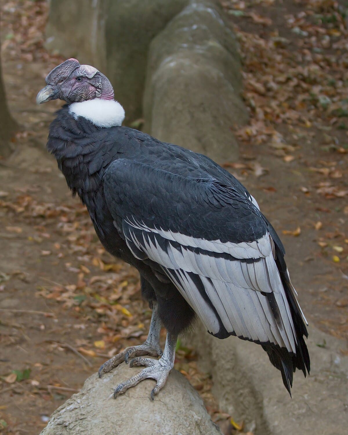 Condor: The Magnificent Giants of the Sky